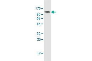Western Blot detection against Immunogen (95. (SHC4 antibody  (AA 1-630))