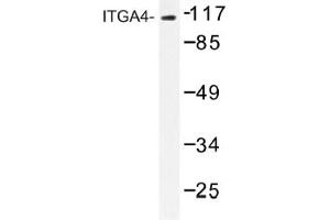 Image no. 1 for anti-Integrin alpha 4 (ITGA4) antibody (ABIN317659) (ITGA4 antibody)