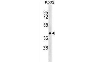 Western Blotting (WB) image for anti-SEC14-Like 4 (SEC14L4) antibody (ABIN2997236)