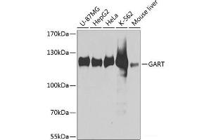 Western blot analysis of extracts of various cell lines using GART Polyclonal Antibody at dilution of 1:1000. (GART antibody)