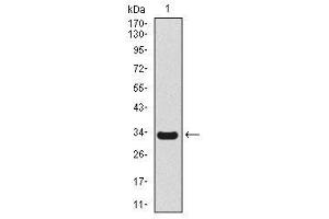 Image no. 1 for anti-Secretoglobin, Family 1A, Member 1 (Uteroglobin) (SCGB1A1) antibody (ABIN1491296)