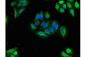 Immunofluorescent analysis of HepG2 cells using ABIN7162423 at dilution of 1:100 and Alexa Fluor 488-congugated AffiniPure Goat Anti-Rabbit IgG(H+L) (OXT antibody  (AA 27-123))