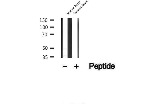 CFHR3 antibody