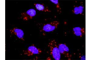 Proximity Ligation Analysis of protein-protein interactions between DUSP4 and MAPK9. (DUSP4 antibody  (AA 1-394))