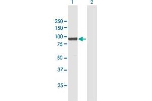 Western Blot analysis of WBP11 expression in transfected 293T cell line by WBP11 MaxPab polyclonal antibody.