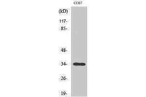 Western Blotting (WB) image for anti-Olfactory Receptor, Family 7, Subfamily A, Member 10 (OR7A10) (C-Term) antibody (ABIN3176643) (OR7A10 antibody  (C-Term))