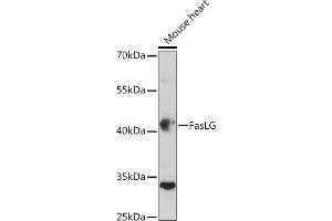 Western blot analysis of extracts of Mouse heart, using FasLG antibody (ABIN3020741, ABIN3020742, ABIN3020743, ABIN1512897 and ABIN6213701) at 1:500 dilution. (FASL antibody  (AA 100-200))