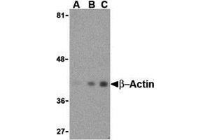 Western Blotting (WB) image for anti-Actin, beta (ACTB) (N-Term) antibody (ABIN1031270) (beta Actin antibody  (N-Term))
