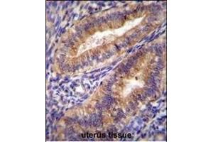 PTGS2 Antibody (Center ) (ABIN655500 and ABIN2845016) immunohistochemistry analysis in formalin fixed and paraffin embedded human uterus tissue followed by peroxidase conjugation of the secondary antibody and DAB staining. (PTGS2 antibody  (AA 363-391))