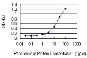 Detection limit for recombinant GST tagged CCNT2 is 0. (Cyclin T2 antibody  (AA 264-370))