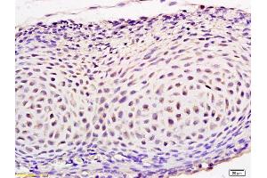 Formalin-fixed and paraffin embedded mouse embryo labeled with Anti-SEPT1 Polyclonal Antibody, Unconjugated (ABIN872796) at 1:200 followed by conjugation to the secondary antibody and DAB staining. (Septin 1 antibody  (AA 161-260))