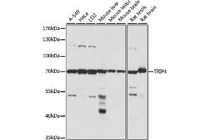 Western blot analysis of extracts of various cell lines, using TRIP4 antibody (ABIN7270824) at 1:1000 dilution.