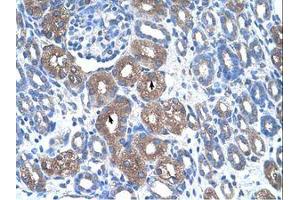 Image no. 1 for anti-Argininosuccinate Synthase 1 (ASS1) (N-Term) antibody (ABIN320629) (ASS1 antibody  (N-Term))