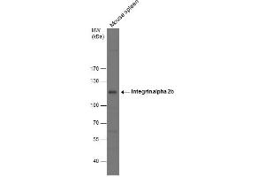 WB Image Mouse tissue extract (50 μg) was separated by 7. (Integrin Alpha2b antibody  (Internal Region))