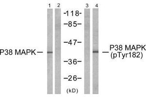 Western Blotting (WB) image for anti-Mitogen-Activated Protein Kinase 14 (MAPK14) (Tyr182) antibody (ABIN1848143) (MAPK14 antibody  (Tyr182))