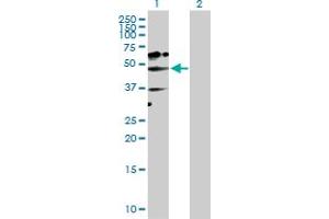Western Blot analysis of NADK expression in transfected 293T cell line by NADK MaxPab polyclonal antibody. (NADK antibody  (AA 1-446))