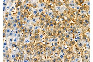 ABIN6263514 and ABIN6277335 at 1/100 staining Rat liver tissue by IHC-P. (NAP1L1 antibody  (C-Term))