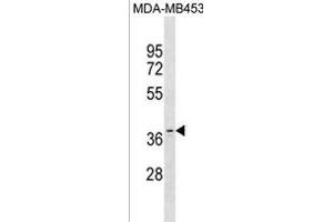 OR11A1 Antibody (C-term) (ABIN1881596 and ABIN2838712) western blot analysis in MDA-M cell line lysates (35 μg/lane). (OR11A1 antibody  (C-Term))