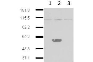 Western Blot of Mouse Anti-IDO2 antibody. (IDO2 antibody)
