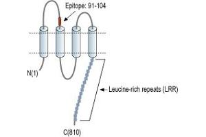 Leucine Rich Repeat Containing 8 Family, Member A (LRRC8A) peptide