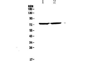 Western blot analysis of Egr1 using anti-Egr1 antibody . (EGR1 antibody  (AA 239-327))