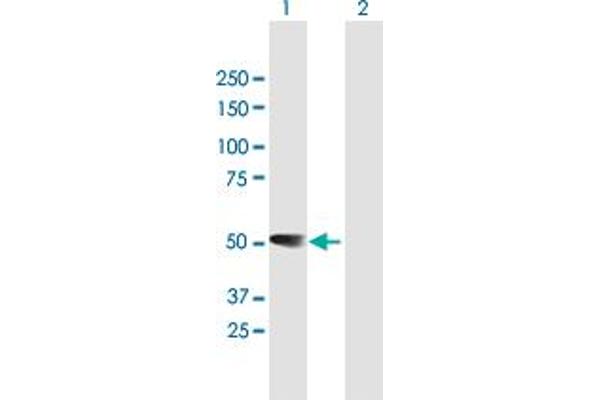RBMS1 antibody  (AA 1-406)