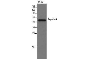 Pepsin A 抗体  (Internal Region)
