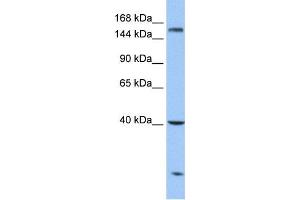Western Blotting (WB) image for anti-Carboxypeptidase D (CPD) antibody (ABIN2459689) (CPD antibody)