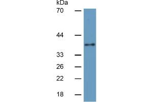 Rabbit Capture antibody from the kit in WB with Positive Control: Sample Human Hela Cells; . (INHBC ELISA Kit)