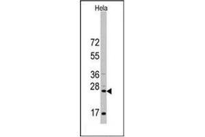 Image no. 2 for anti-CD8 (CD8) (AA 66-96), (N-Term) antibody (ABIN356887)