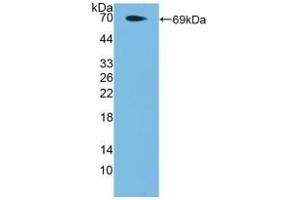 Detection of Recombinant PAR4, Human using Polyclonal Antibody to Protease Activated Receptor 4 (PAR4) (F2RL3 antibody  (AA 48-385))