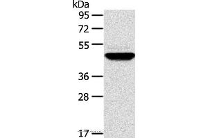 Western blot analysis of Human fetal brain tissue, using TM7SF2 Polyclonal Antibody at dilution of 1:500
