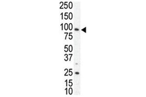 AXL antibody  (AA 13-44)