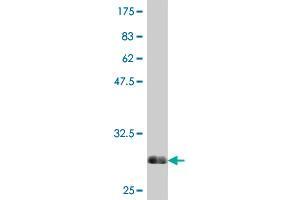 Western Blot detection against Immunogen (30. (SRD5A2 antibody  (AA 28-65))