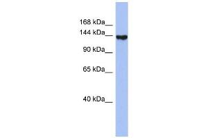 Synaptojanin 2 antibody used at 1 ug/ml to detect target protein.