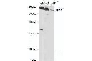 Western blot analysis of extracts of various cell lines, using ITPR3 antibody (ABIN6293224) at 1:3000 dilution.