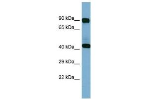 Western Blotting (WB) image for anti-Isovaleryl-CoA Dehydrogenase (IVD) (N-Term) antibody (ABIN2787703)