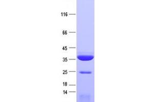Validation with Western Blot (RFP Protein (His tag))