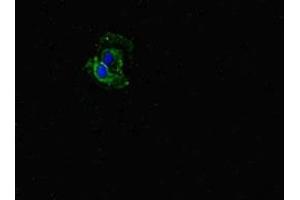 Immunofluorescent analysis of Hela cells using ABIN7152505 at dilution of 1:100 and Alexa Fluor 488-congugated AffiniPure Goat Anti-Rabbit IgG(H+L) (FBXW5 antibody  (AA 265-494))