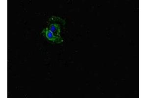 Immunofluorescent analysis of Hela cells using ABIN7152505 at dilution of 1:100 and Alexa Fluor 488-congugated AffiniPure Goat Anti-Rabbit IgG(H+L)