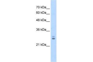 Western Blotting (WB) image for anti-Potassium Channel Tetramerisation Domain Containing 11 (KCTD11) antibody (ABIN2461177) (KCTD11 antibody)