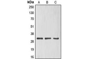 Western blot analysis of ELF5 expression in HeLa (A), HuvEc (B), Jurkat (C) whole cell lysates.