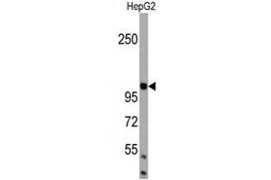 Western blot analysis of BRA1 Antibody (N-term) in HepG2 cell line lysates (35 μg/lane). (AMBRA1 antibody  (N-Term))