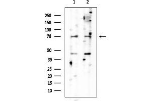 anti-WEE1 Homolog (S. Pombe) (WEE1) antibody