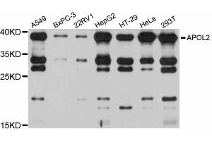 Western blot analysis of extracts of various cell lines, using APOL2 antibody (ABIN6290020) at 1:1000 dilution. (Apolipoprotein L 2 antibody)