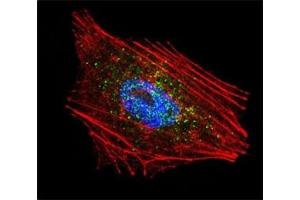 Immunofluorescence (IF) image for anti-Parkinson Protein 2, E3 Ubiquitin Protein Ligase (Parkin) (PARK2) (AA 111-140) antibody (ABIN3032153)