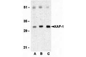 Western Blotting (WB) image for anti-XiAP Associated Factor 1 (XAF1) (C-Term) antibody (ABIN1030804) (XAF1 antibody  (C-Term))