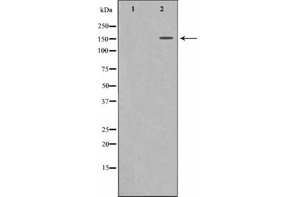MRC2 anticorps  (N-Term)