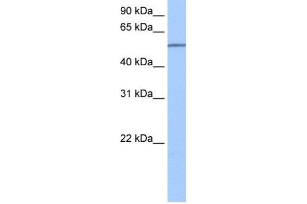 SEMA6D Antikörper  (N-Term)