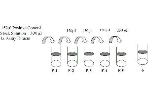 This picture shows the preparation of the positive control. (ROR2 ELISA Kit)